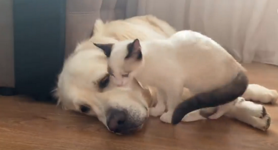 See How The Golden Retriever And The Kitten Become Best Friends
