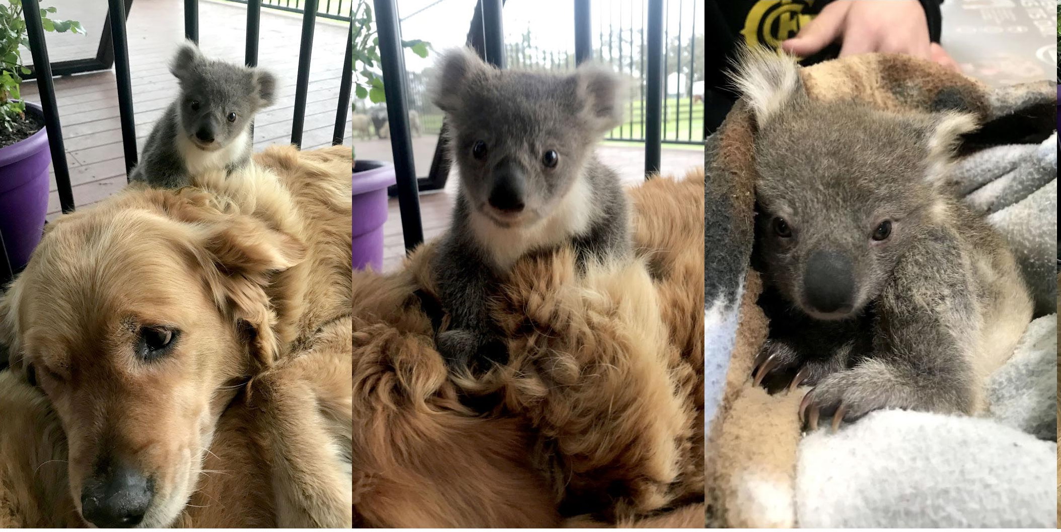 Golden Retriever Left His Owner in the State of Shock After Bringing Home a Baby Koala
