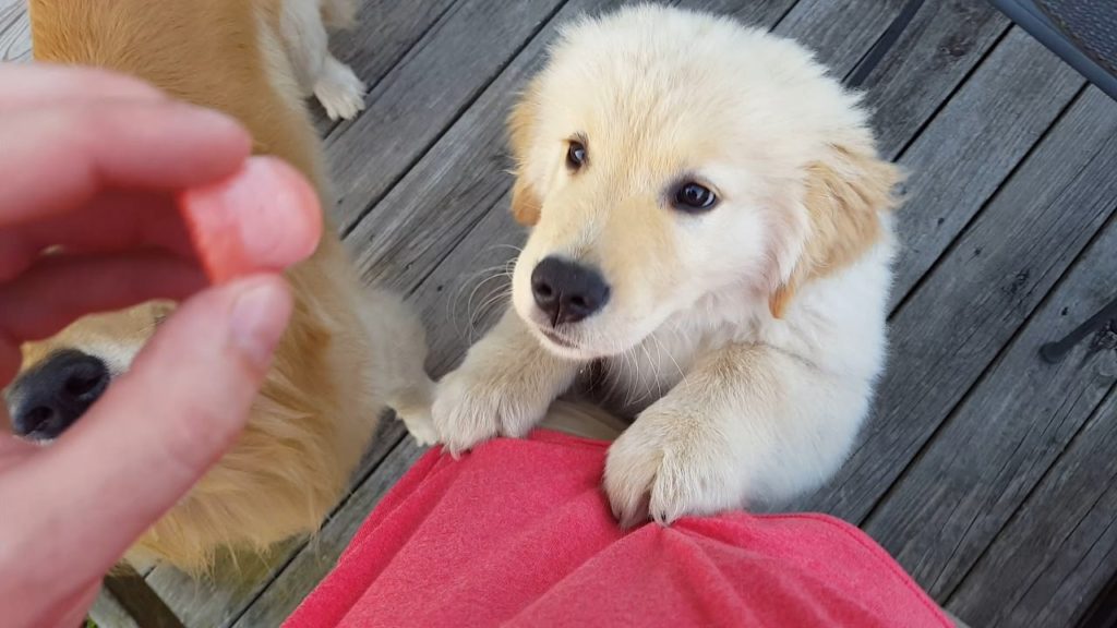 golden retriever puppy with treat