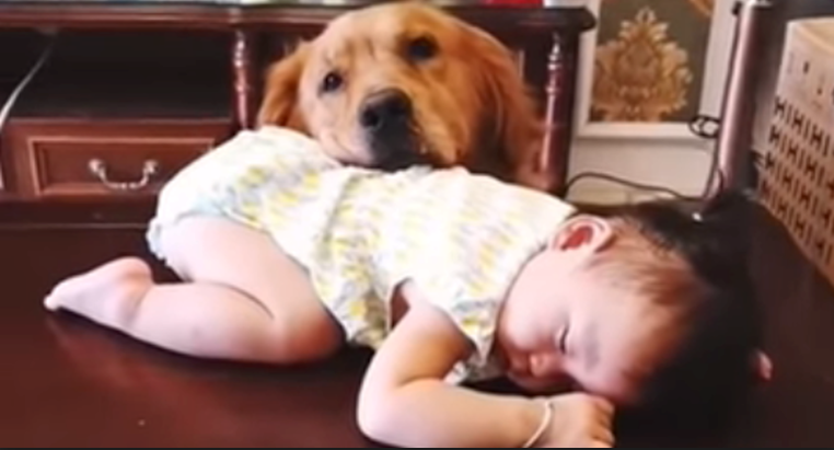 Goldies And Kids: This Golden Retriever Is The Best Nanny