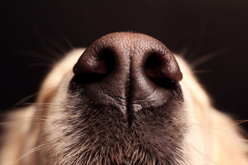 This is how dogs behave when they smell disease in their owners: They can sense 5 bad conditions and 3 amazing things!