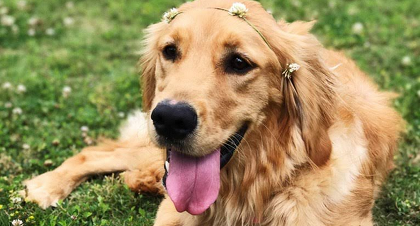 Proof that golden retrievers are one of the funniest and sweetest breeds