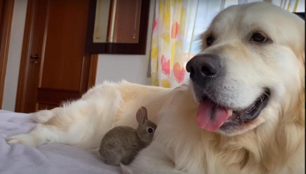 The video that became a viral hit: The Golden Retriever and 22 Bunnies
