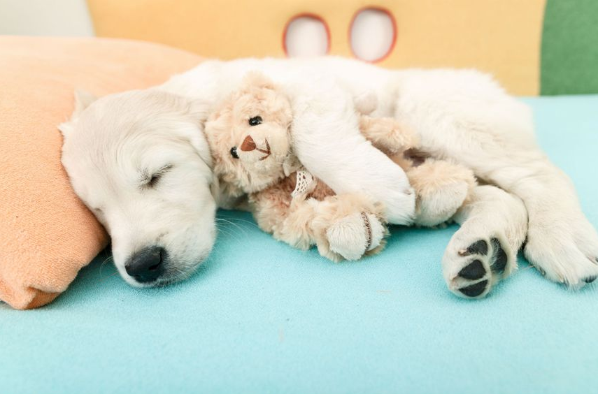 Don’t ignore them: The 10 main signs that a dog is sick