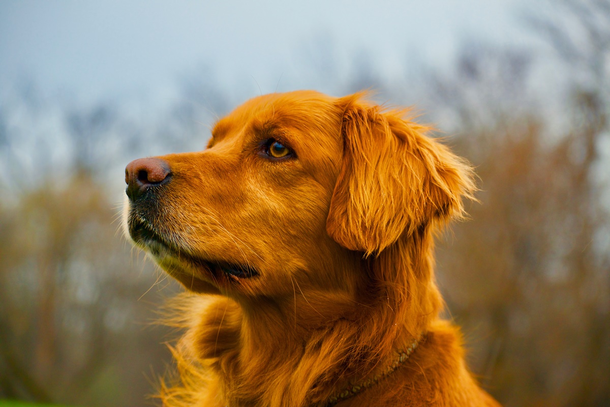 Golden Retrievers Food Allergies: Causes And Treatment