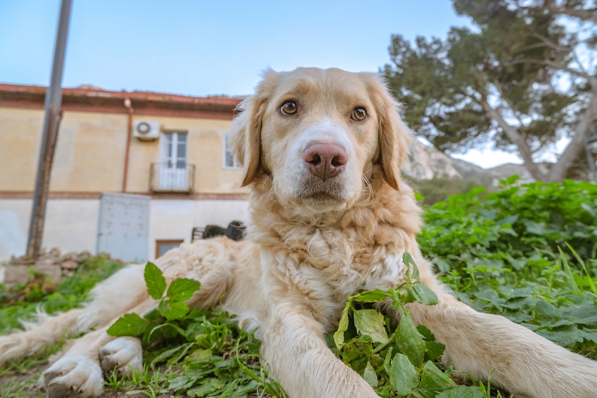 CBD Oil For Golden Retrievers: Everything You Need To Know