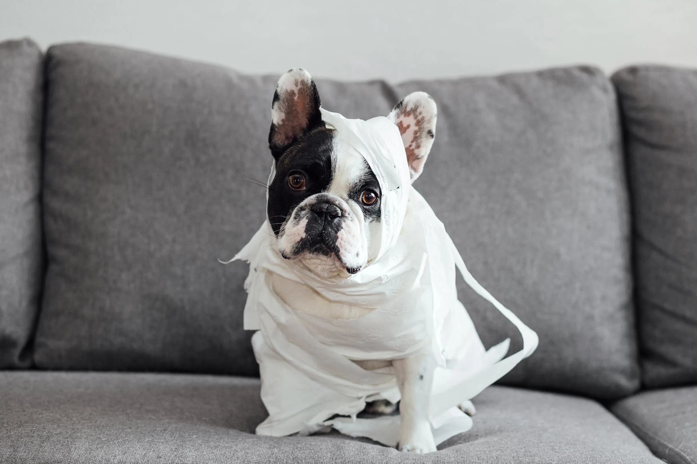 A CURE DOG IN A ROLE OF A TOILET PAPER