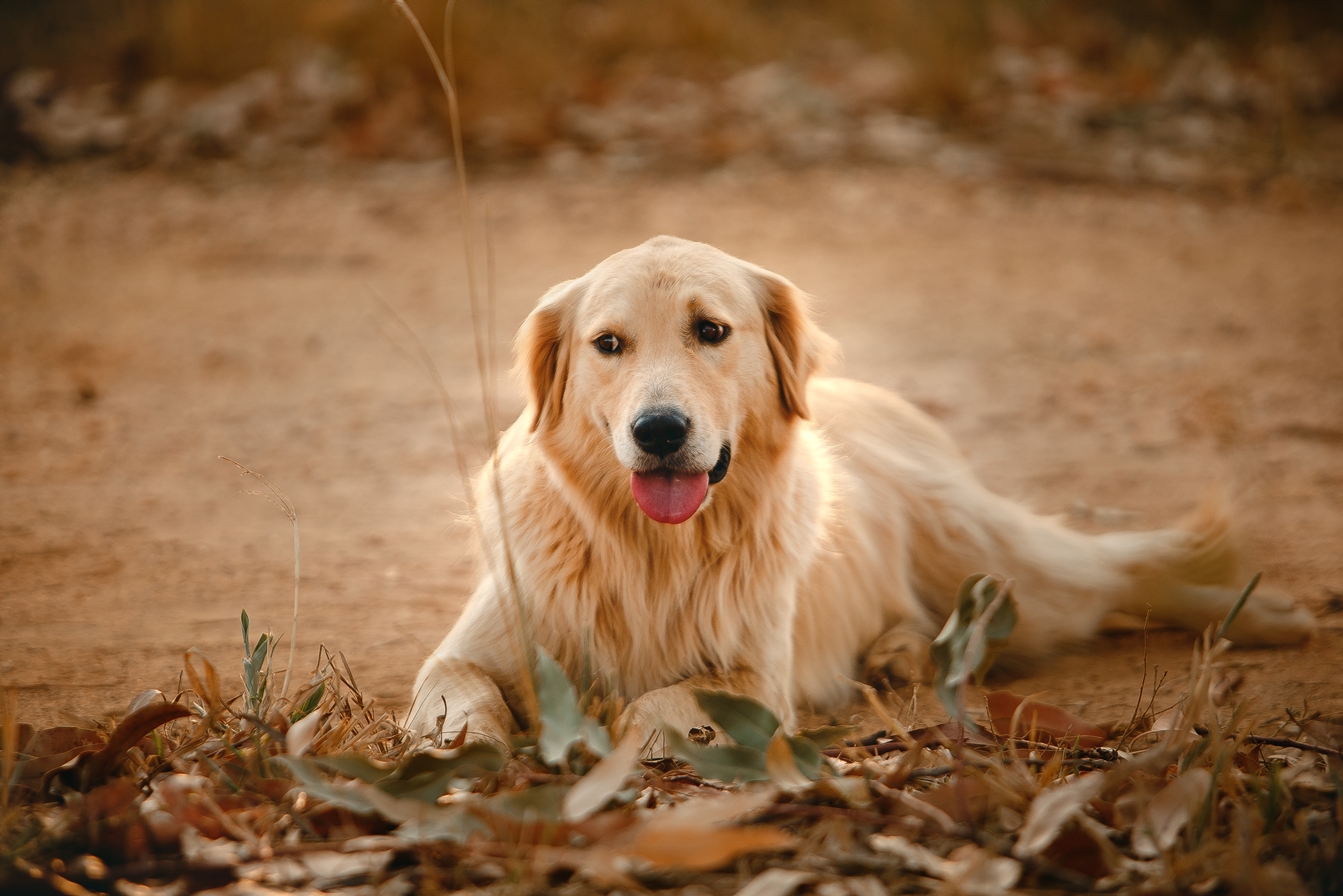 Golden Retriever Anal Glands: Common Issues & Solutions