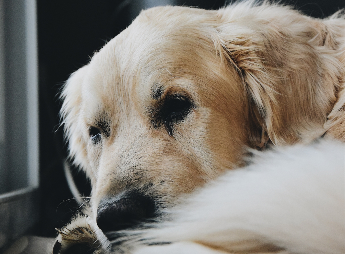 Acne In Golden Retrievers: Everything You Need To Know