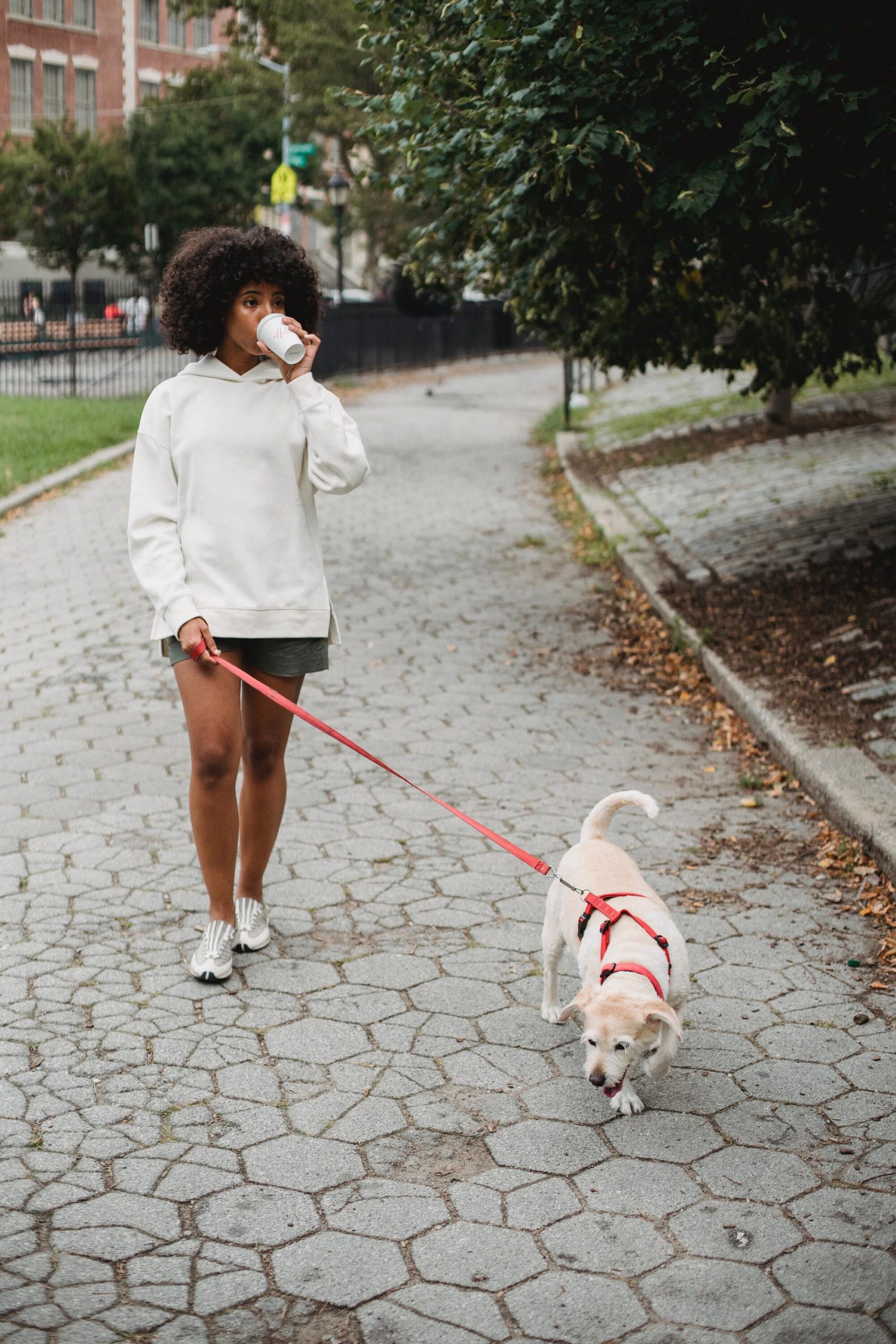A beautiful woman walking a dog on a leash while drinking coffee