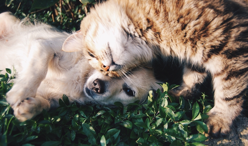 Golden Retrievers And Cats: How Well Do They Get Along?