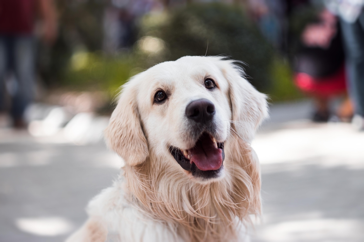 Kennel Cough in Golden Retrievers