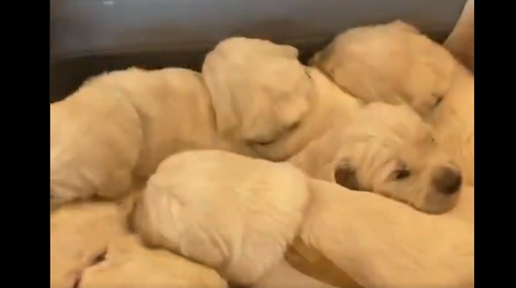 (VIDEO)  Best way to start your day is with the basket full of Golden retriever puppies