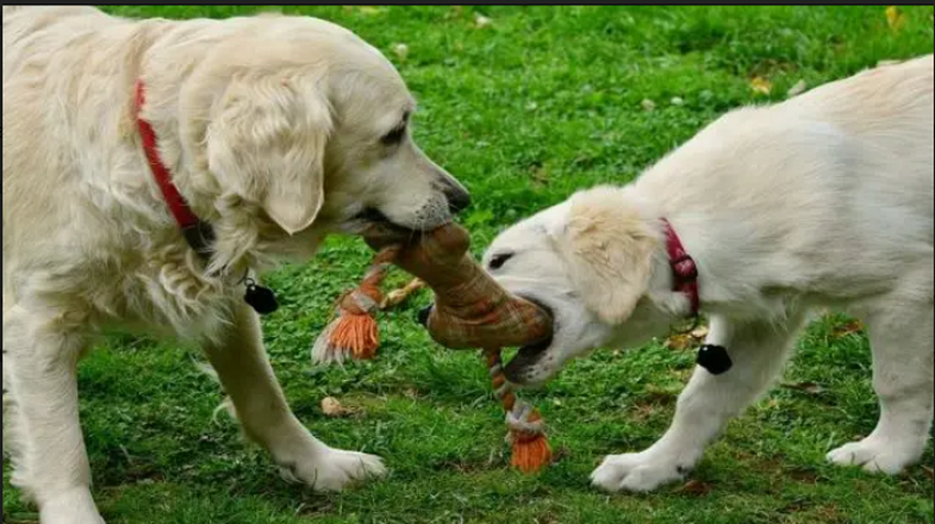 Why is your Golden Retriever afraid of other dogs?