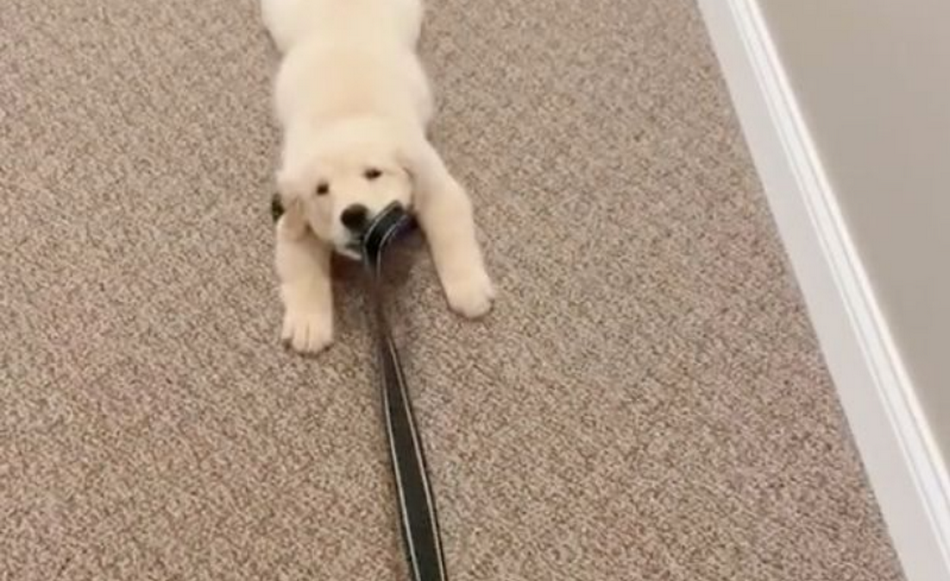 Riley, the Golden Retriever Pup, Has Just Had Enough of Walk And His Reaction is Melting People Hearts