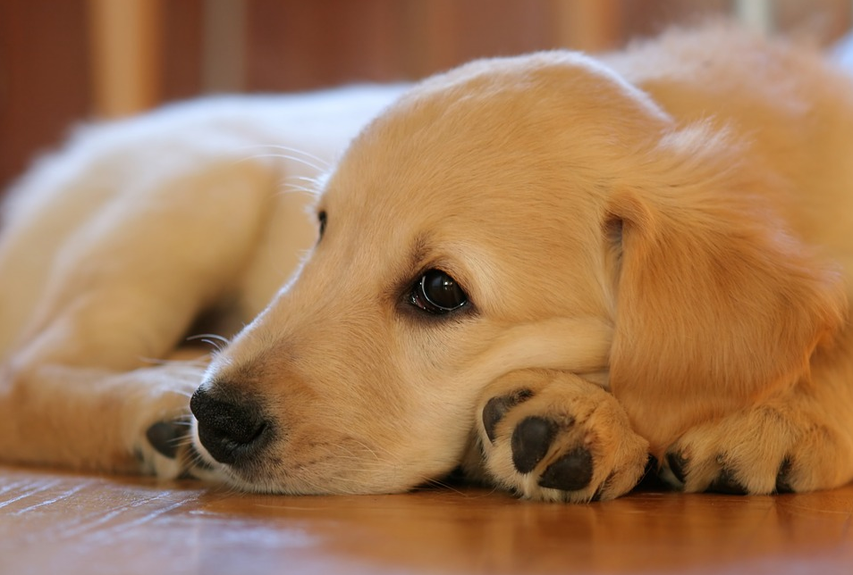 Most Common Health Problems Affecting Golden Retrievers