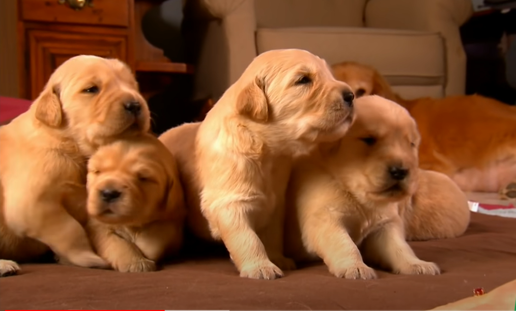 Growing Up Golden Retriever Puppies: From They First Breath to Teething And Playtime