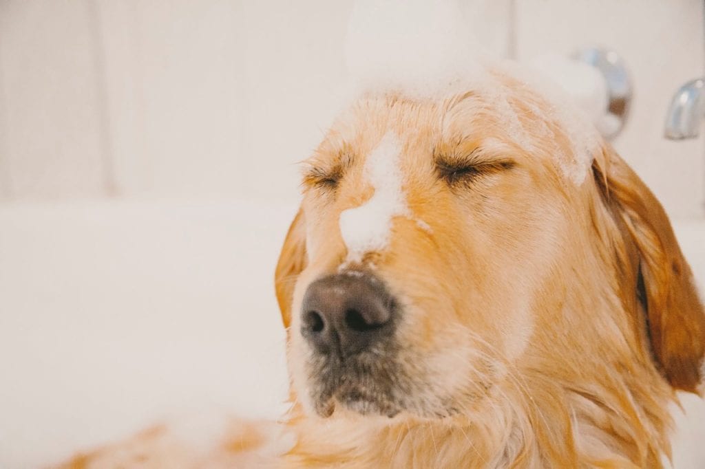 How To Bathe A Golden Retriever? Ultimate guide Golden Retriever Club