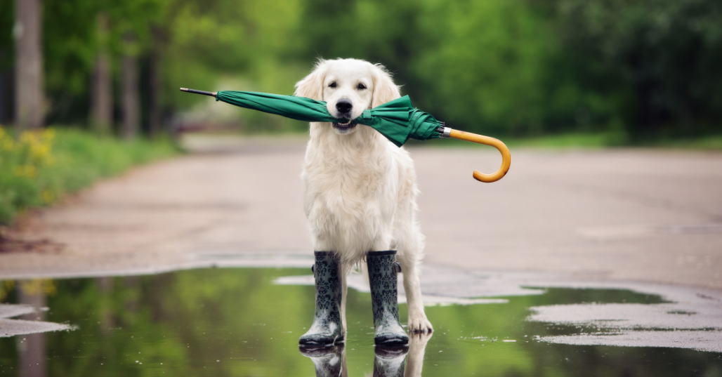 Why are Golden Retrievers afraid of thunder and lightning?