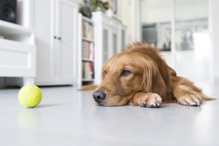 Tips On How To Help Your Golden Retriever Recover From A Dog Attack