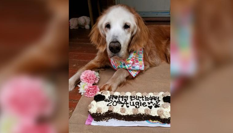 Meet the Oldest Golden Retriever in History: She Celebrated Her 20th Birthday!