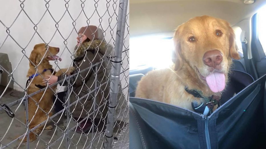 Never Give Up Hope: Golden Retriever Reunites With Owner After Nearly a Year
