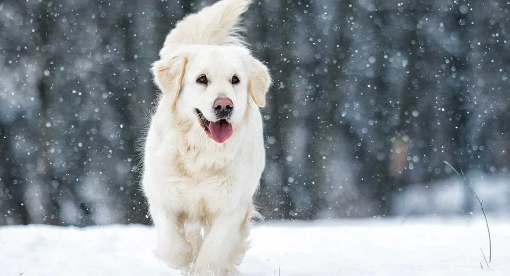 White Golden retriever