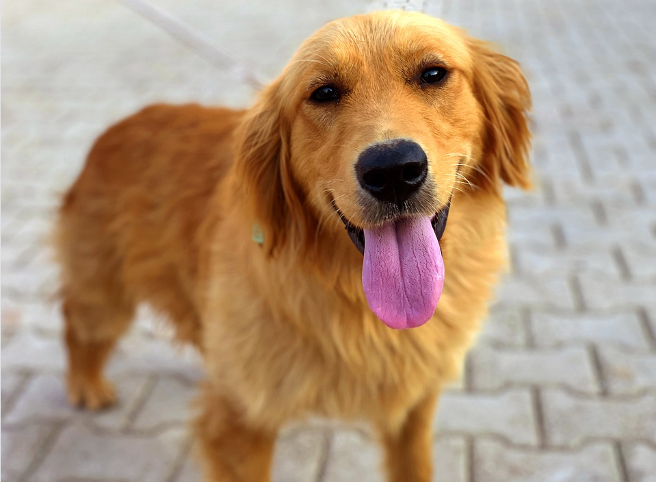 Should I Let My Golden Retriever to Run Beside Me While I Ride a Bike?