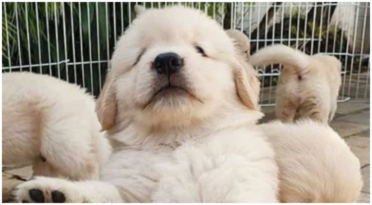 10 Interesting Things Golden Retriever Owners May Notice