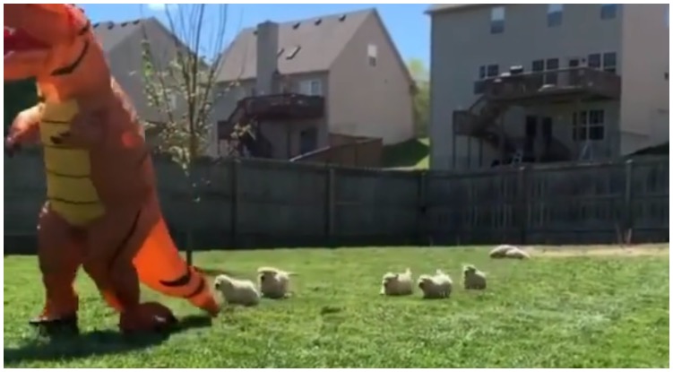 How A Dinosaur Got Chased By A Pack Of Golden Retriever Puppies