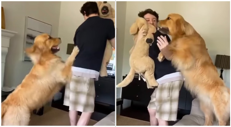 Golden Retriever Attacks Owner After He Had The Audacity To Hug A Stuffed Toy