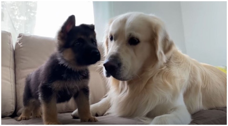 German Shepherd Puppy Meets His Golden Retriever Brother For The First Time
