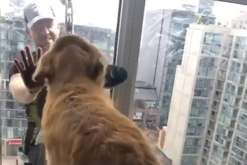 Golden Retriever Got A Bit Too Excited Over The Man Cleaning His Windows