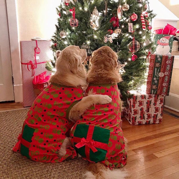 These Golden Retrievers Had The Best Christmas Day - The Goldens Club