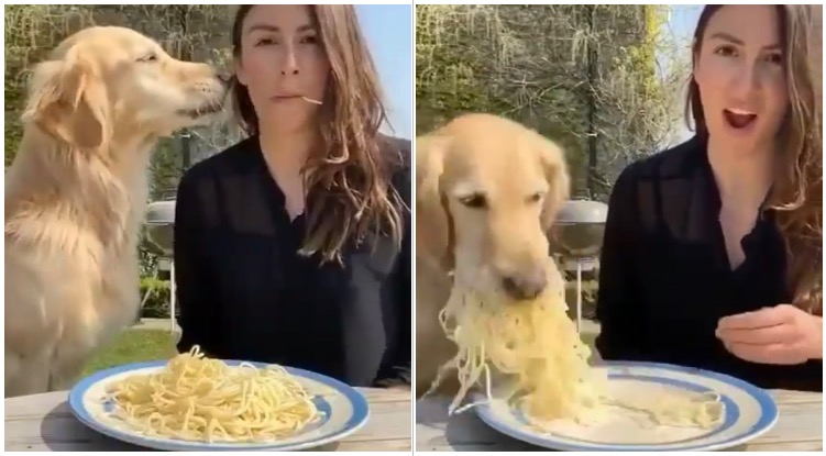 Woman Tried To Shoot A Cute Picture With Her Golden, But It Went Terribly Wrong