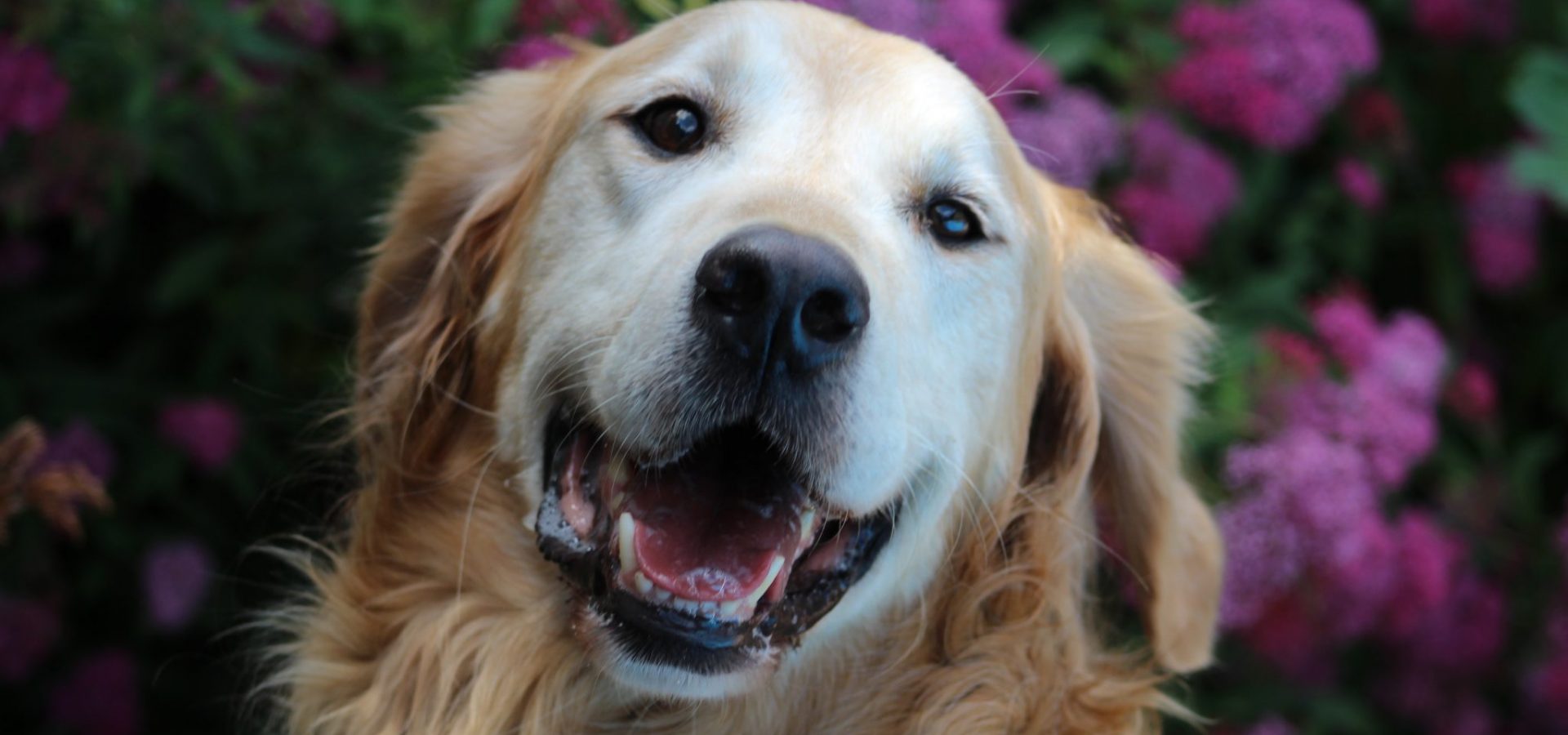 Six interesting facts about Golden retrievers you probably didn’t know!