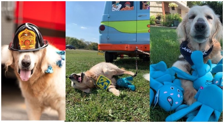 Golden Retriever With Terminal Cancer Is Fulfilling All The Things On His Doggy Bucket List