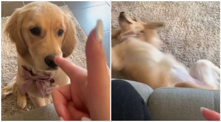 Overly Dramatic Golden Retriever Acts As If She Was Hurt After Her Owner Made A Gun-Like Hand Gesture