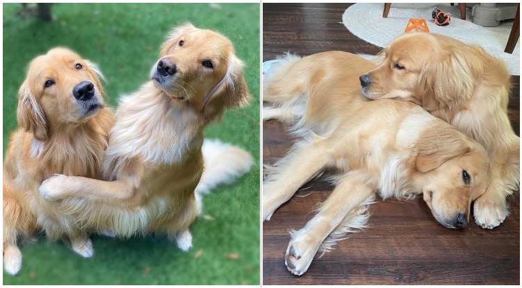 Molson And Maple Are The Definition Of Couple Goals: Here’s Why!