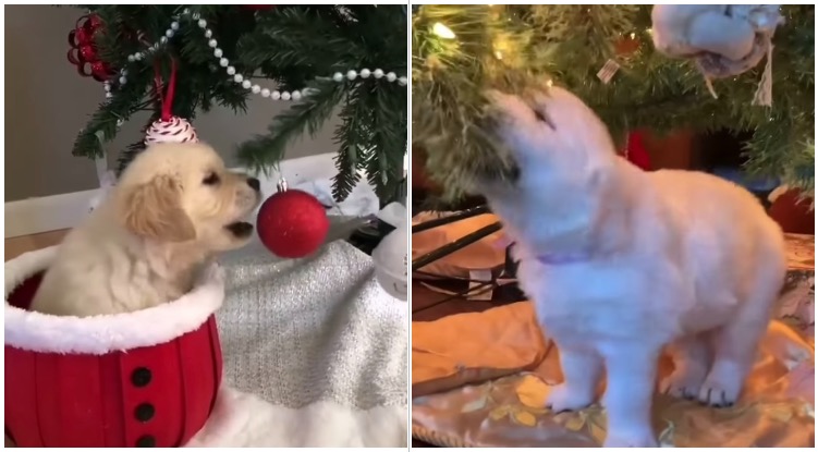 Golden Retriever Puppies Desperately Want To Eat Their Family’s  Christmas Trees