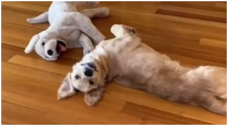 Golden Retriever Got Overly Attached To His “Mini Me” Stuffed Toy