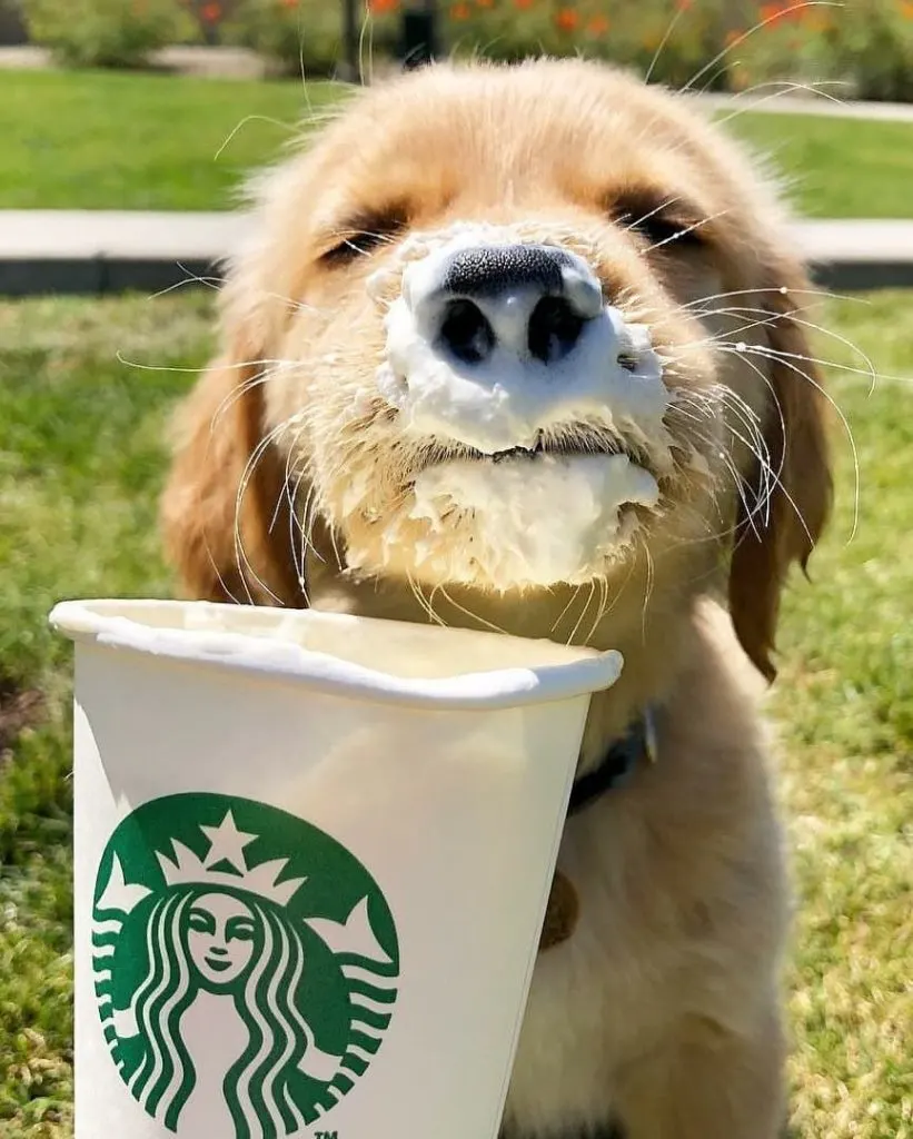 Dog eating a Puppuccino