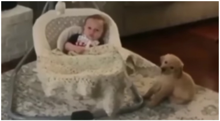 Precious Golden Retriever Puppy Rocks Baby To Sleep In Adorable Video