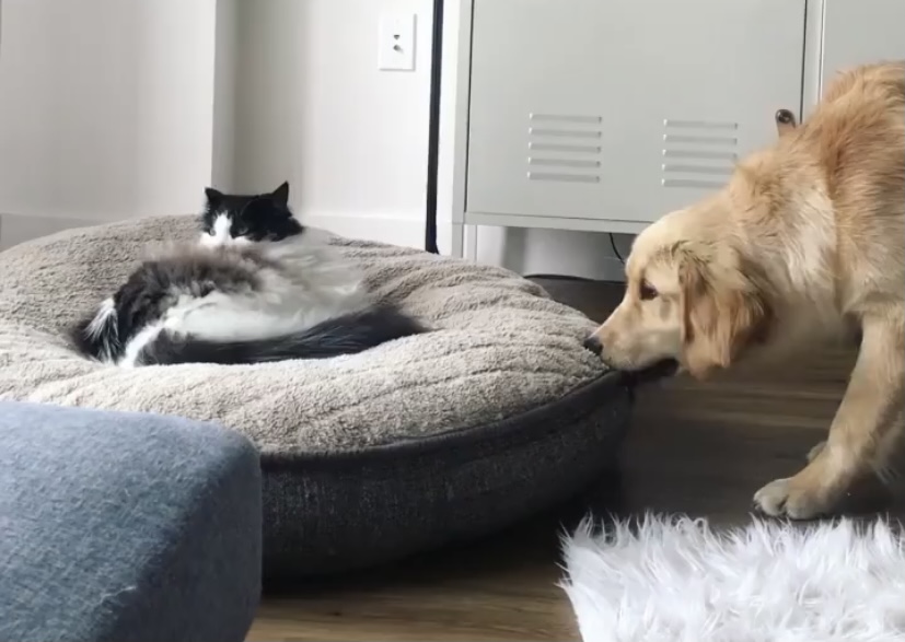 Watch This Golden Retriever Try To Get His Bed Back From The Cat