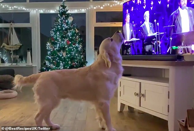 Golden Retriever becomes an internet star after singing Christmas songs