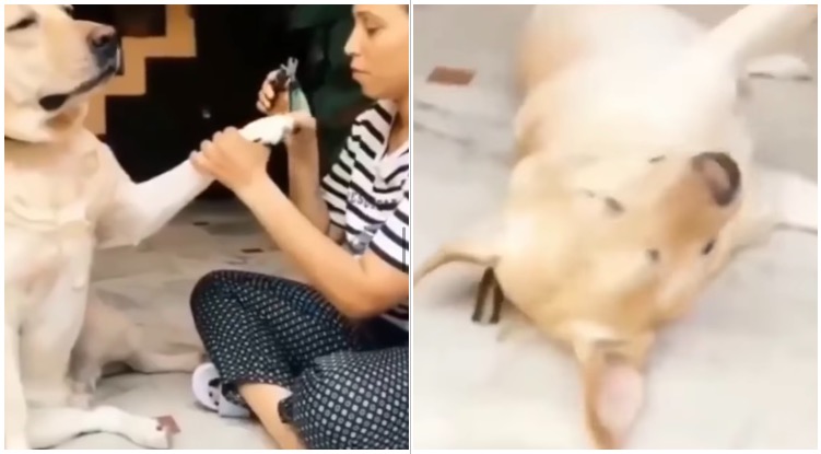 Watch This Golden Retriever Be The BIGGEST Drama Queen Ever