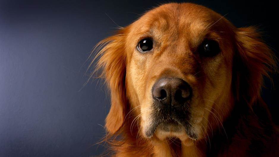 Five unbelievable facts about dogs that will actually amaze you!