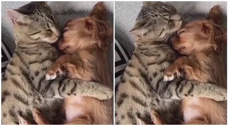 Golden Retriever Puppy Loves To Be Groomed By His Cat Mommy
