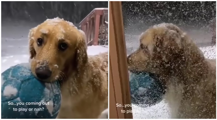 Who Could Say No? This Golden Retriever Really Wants To Play In The Snow