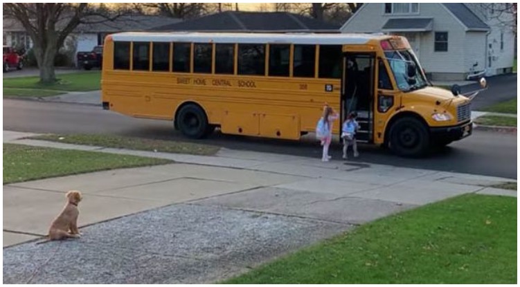Golden Retriever Walks Kids To School Bus Every Morning